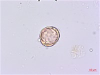 蘭嶼八角金盤藏品圖，第4張