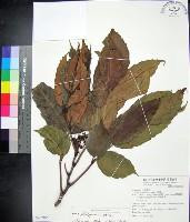 菲律賓火筒樹藏品圖，第1張