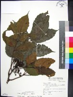 菲律賓火筒樹藏品圖，第1張