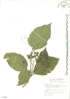 錫蘭玉心花藏品圖，第1張