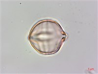 毛酸漿藏品圖，第1張