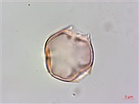 毛酸漿藏品圖，第2張