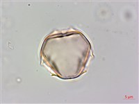 毛酸漿藏品圖，第3張