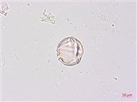 燈籠草藏品圖，第2張