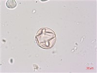 燈籠草藏品圖，第3張