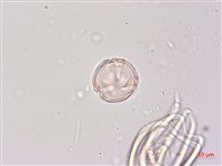 燈籠草藏品圖，第4張