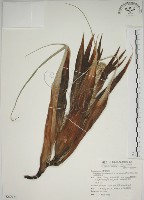 露兜樹、林投藏品圖，第1張