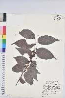 披針葉饅頭果藏品圖，第1張