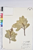 蘭嶼土沉香藏品圖，第1張