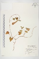 海牽牛藏品圖，第1張