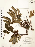 山豬肉藏品圖，第1張