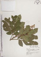 蘭嶼樹蘭藏品圖，第1張