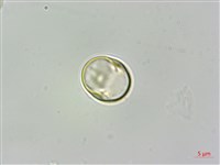 蘭嶼樹蘭藏品圖，第3張