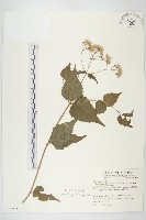 田代氏澤蘭藏品圖，第1張