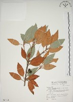 金新木薑子藏品圖，第1張