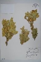 琉球黃楊藏品圖，第1張