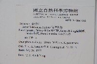 琉球黃楊藏品圖，第2張