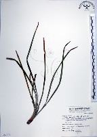 麥門冬藏品圖，第1張