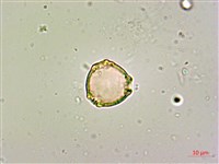 呂宋毛蕊木藏品圖，第2張