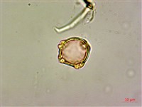 呂宋毛蕊木藏品圖，第3張