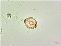 呂宋毛蕊木藏品圖，第4張