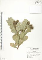 蘭嶼樹杞、蘭嶼紫金牛藏品圖，第1張