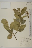 交趾衛矛藏品圖，第1張