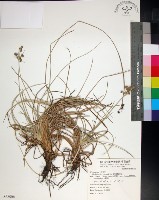 乾溝飄拂草藏品圖，第1張