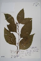 多子漿果莧藏品圖，第1張