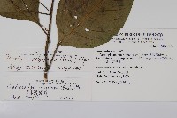 多子漿果莧藏品圖，第2張