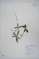 哈哼花藏品圖，第1張
