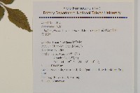 小白花鬼針藏品圖，第2張