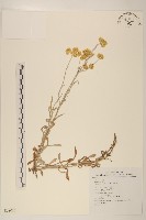 鼠麴草藏品圖，第1張