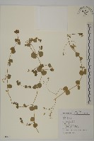 荷蓮豆草、菁芳草藏品圖，第1張