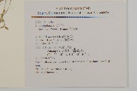 荷蓮豆草、菁芳草藏品圖，第2張