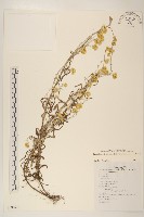 絲綿草藏品圖，第1張