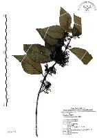 杜虹花，台灣紫珠藏品圖，第1張