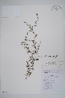 細纍子草藏品圖，第1張