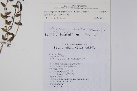 細纍子草藏品圖，第2張