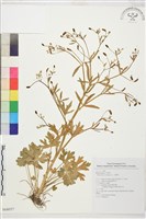 石龍芮藏品圖，第1張