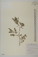 變葉藜藏品圖，第1張