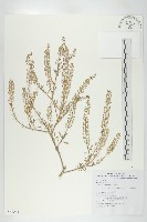 獨行菜藏品圖，第1張