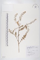 濕生葶藶藏品圖，第1張