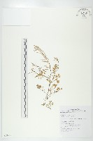 焊菜藏品圖，第1張