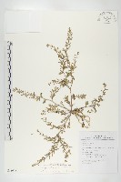 廣東葶藶藏品圖，第1張