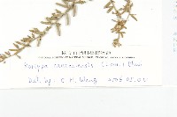 廣東葶藶藏品圖，第3張