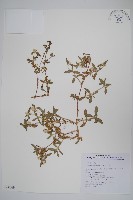 假千日紅藏品圖，第1張