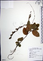 大葉山螞蝗藏品圖，第1張