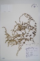 細纍子草藏品圖，第1張