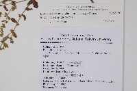 細纍子草藏品圖，第2張